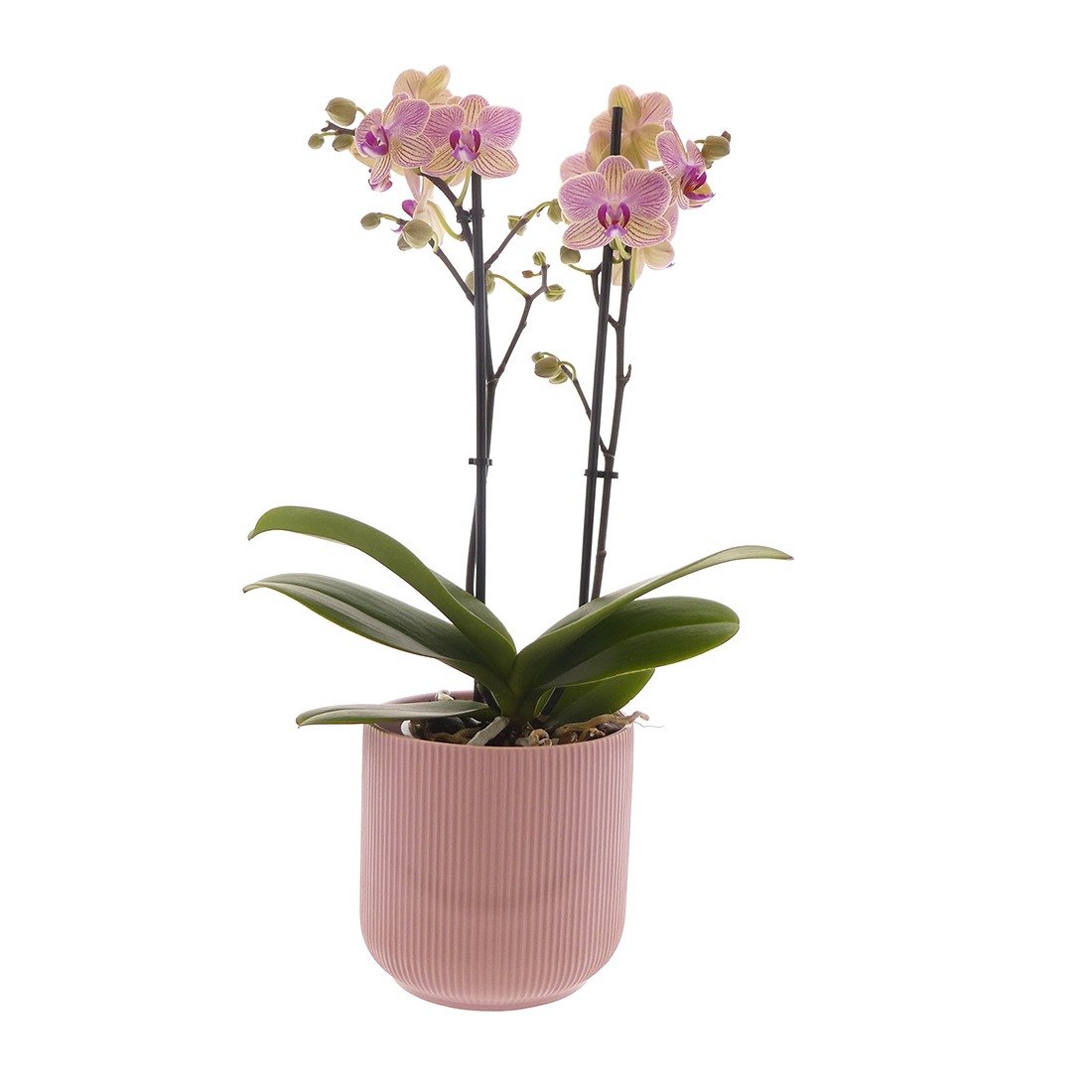 Productfotografie fotostudio planten en bloemen orchidee