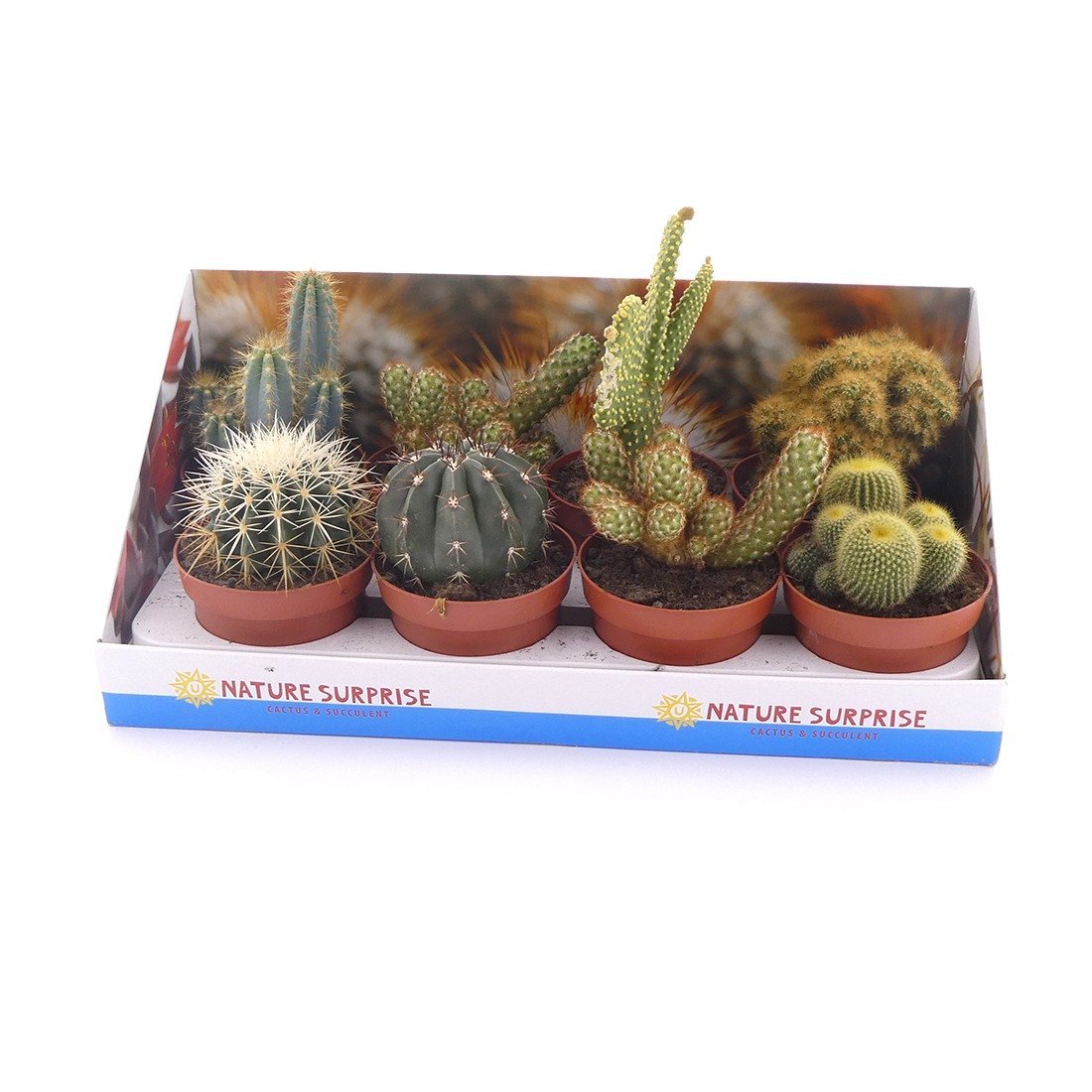 Productfotografie fotostudio planten cactus