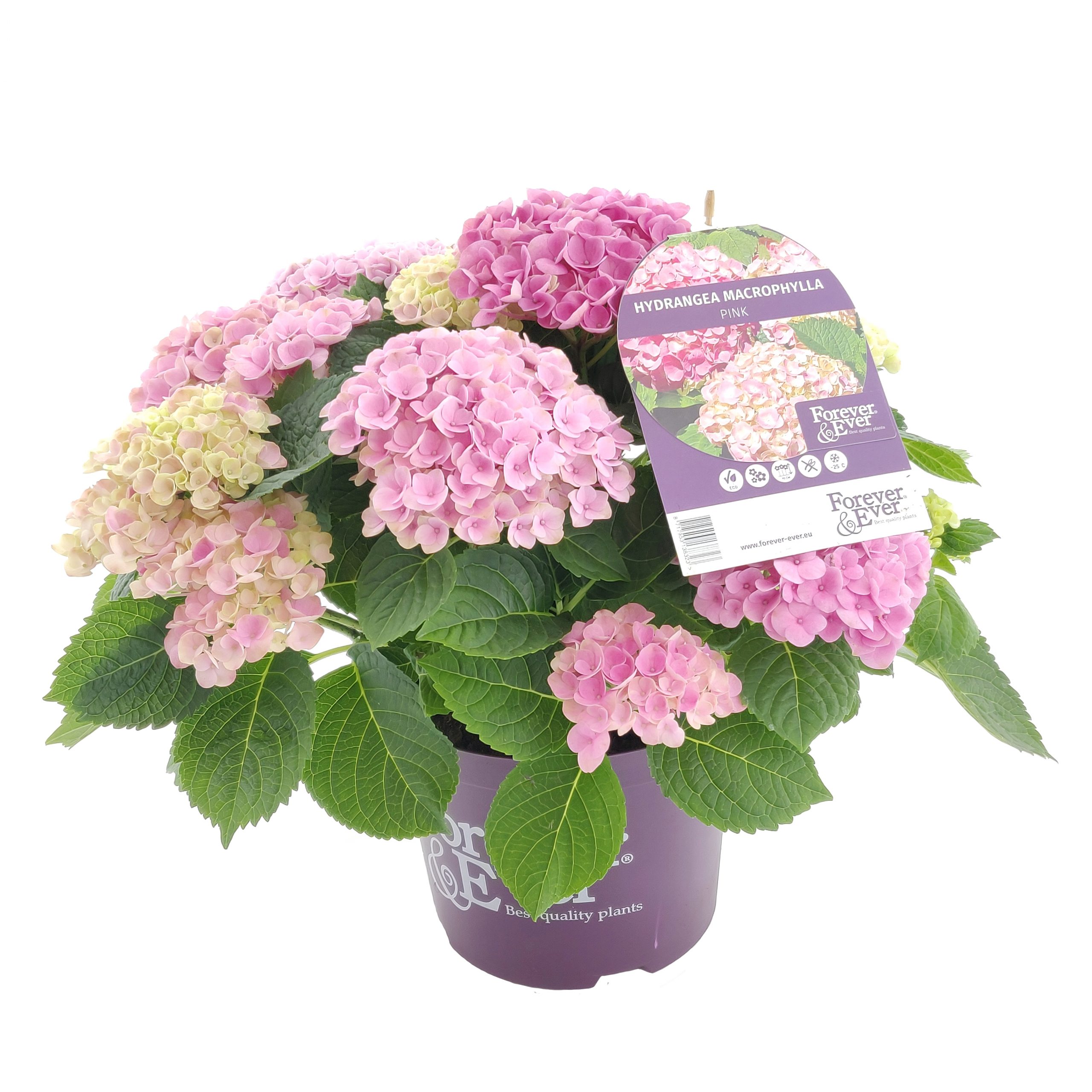 frame 1 hortensia scaled